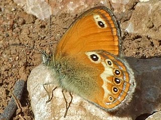 Coenonympha elbana "Elba-Wiesenv�gelchen" Elban Heath