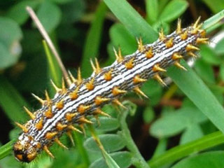 Brombeer-Perlmutterfalter  Brenthis daphne