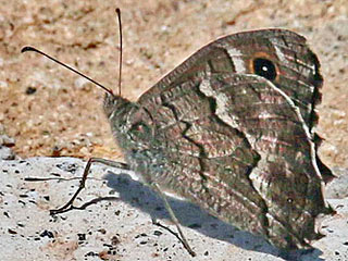 Hipparchia tamadabae
