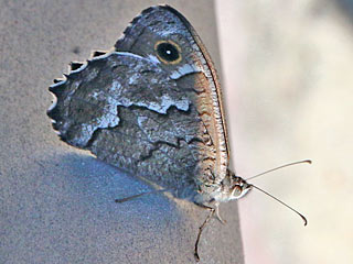 Hipparchia tamadabae