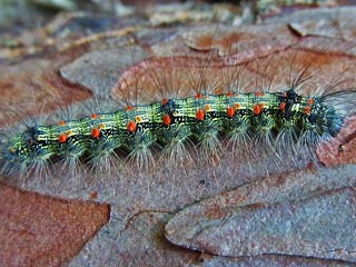 Lithosia quadra Vierpunkt-Flechtenbrchen Four-spotted Footman