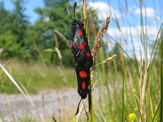 Supfhornklee-Widderchen Zygaena trifolii Five-spot Burnet