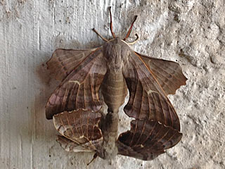 Raupe Pappelschwrmer Laothoe populi Poplar Hawk-moth