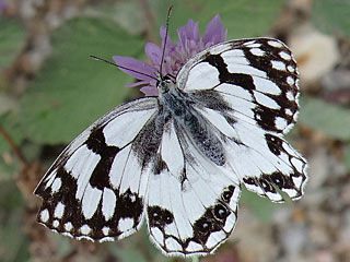 Iberisches Schachbrett Melanargia lachesis Iberian Marbled White