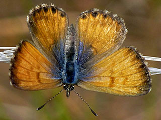 Kanarischer Bluling Cyclyrius webbianus Canary Blue