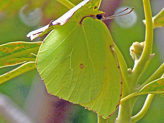 La Palma-Zitronenfalter  Gonepteryx palmae