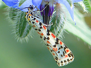 Punktbr Grassteppenschnbr Utetheisa pulchella Crimson-speckled Moth