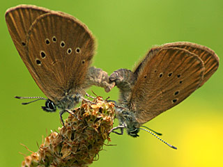 Dunkler Wiesenknopf-Ameisenbluling Glaucopsyche (Maculinea) nausithous Dusky Large Blue