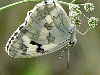 Iberisches Schachbrett Melanargia lachesis Iberian Marbled White