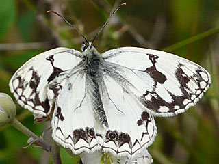 Iberisches Schachbrett Melanargia lachesis Iberian Marbled White