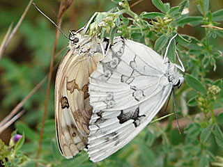 Iberisches Schachbrett Melanargia lachesis Iberian Marbled White