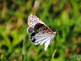 Punktbr Grassteppenschnbr Utetheisa pulchella Crimson-speckled Moth