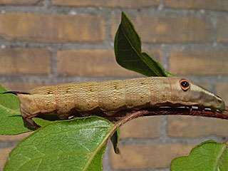 Gro�er Weinschw�rmer Hippotion celerio Silver-striped Hawk-moth