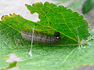 Malven-Dickkopffalter Carcharodus alceae Mallow Skipper auch C. tripolinus