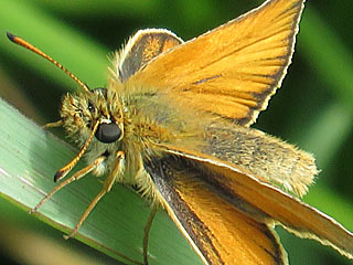Schwarzkolbiger Braundickkopffalter Thymelicus lineola Essex/Small Skipper