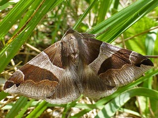 Dysgonia algira The Passenger