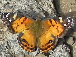 Amerikanischer Distelfalter Vanessa virginiensis American Painted Lady