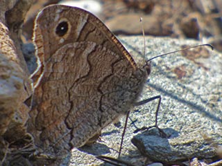 Hipparchia fatua  Freyer's Grayling