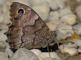 Hipparchia fatua  Freyer's Grayling