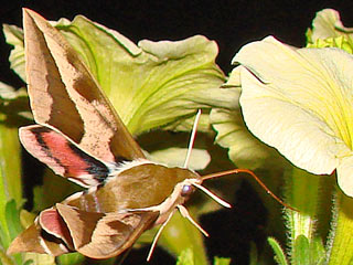 Wolfsmilchschwrmer Hyles euphorbiae Spurge Hawk-moth