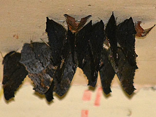 Tagpfauenauge Inachis io Peacock