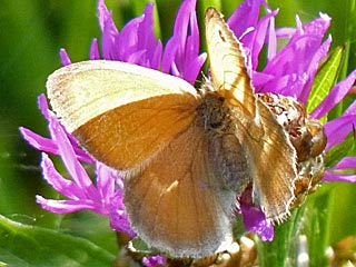 Kleines Wiesenvgelchen Coenonympha pamphilus Small Heath