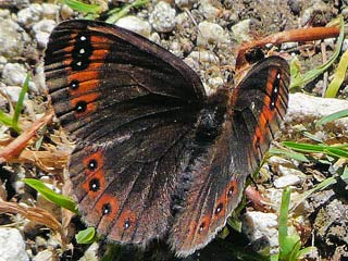 Alpen-Mohrenfalter Erebia triaria Prunner's Ringlet  Erebia triarius