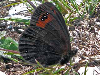 Alpen-Mohrenfalter Erebia triaria Prunner's Ringlet  Erebia triarius