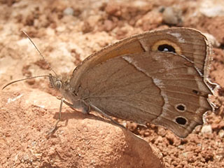 Hyponephele wagneri