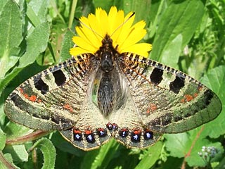 Osterluzei-Apollo Archon apollinus False Apollo