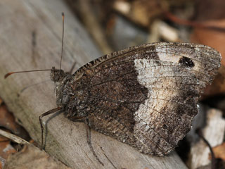 Groer  Kleiner Walliser Waldportier Hipparchia fagi alcyone genava Woodland Grayling  Rock Grayling Lesser Woodland Grayling
