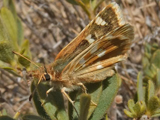 Muschampia proteides  Anatolian Skipper