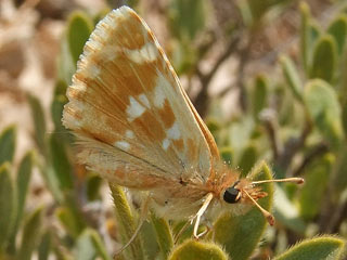 Muschampia proteides  Anatolian Skipper