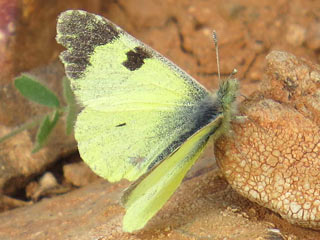 Euchloe (Elphinstonia) charlonia Green Black-Tip
