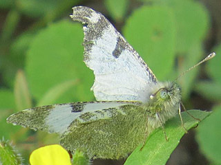 Euchloe  hesperidum   bzw.  Euchloe belemia hesperidum