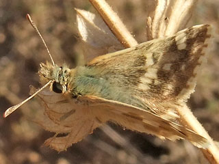 Muschampia proteides  Anatolian Skipper