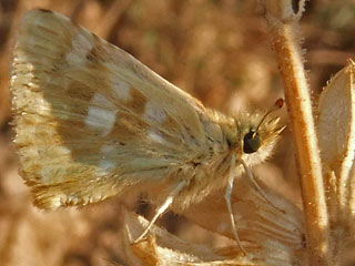 Muschampia proteides  Anatolian Skipper