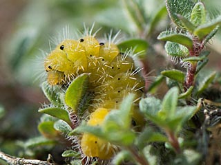 Thymiann-Widderchen Zygaena purpuralis  Transparent Burnet