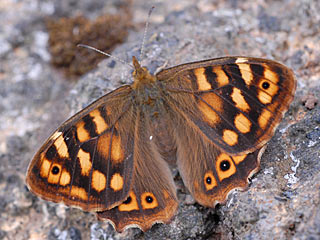 Kanaren-Waldbrettspiel Kanaren Waldbrettspiel Canary Speckled Wood