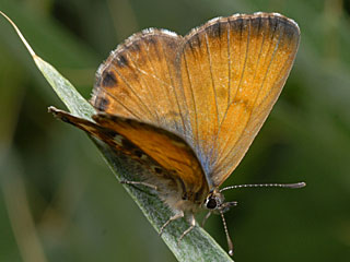 Kanarischer Bluling Cyclyrius webbianus Canary Blue