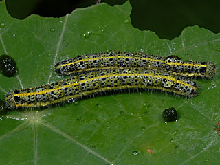 Kanaren-Weiling Pieris cheiranthi Canary Islands Large White