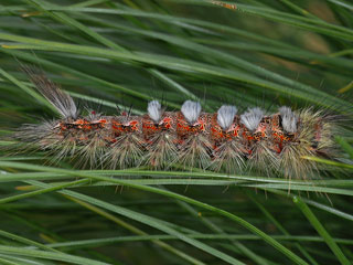 Calliteara fortunata