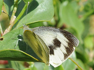 Kanaren-Weiling Pieris cheiranthi Canary Islands Large White