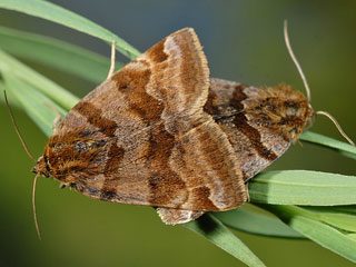 Braune Tageule Eudia glyphica Burnet Companion