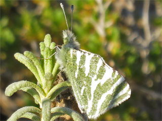 Euchloe belemia Grngestreifter Weiling Green-striped White