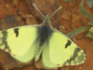 Euchloe (Elphinstonia) charlonia Green Black-Tip