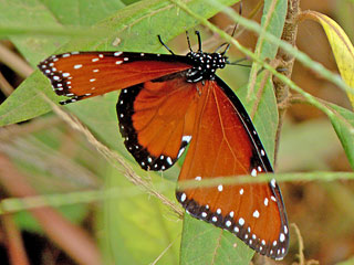 Danaus gilippus   Queen
