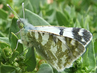 Euchloe  hesperidum   bzw.  Euchloe belemia hesperidum