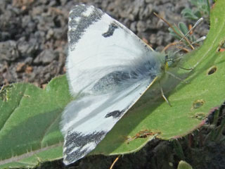 Euchloe  hesperidum   bzw.  Euchloe belemia hesperidum
