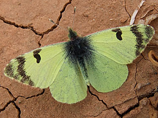 Euchloe (Elphinstonia) charlonia Green Black-Tip